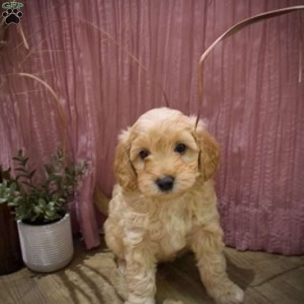 Watson, Mini Goldendoodle Puppy